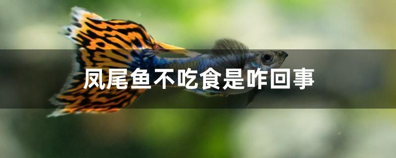 鳳尾魚不吃食是咋回事 鳳尾魚不吃食是咋回事 iwish愛唯希品牌魚缸