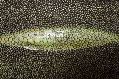 魟魚身上有黑點兒凸起：魟魚皮膚上的黑點兒凸起并不一定是病癥的表現 魟魚身上有黑點兒凸起：魟魚皮膚上的黑點兒凸起并不一定是病癥的表現 魟魚百科 第2張