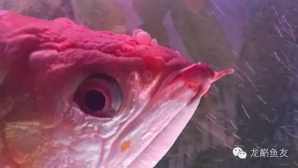 如何改善虎魚水質問題，如何改善虎魚的水質問題