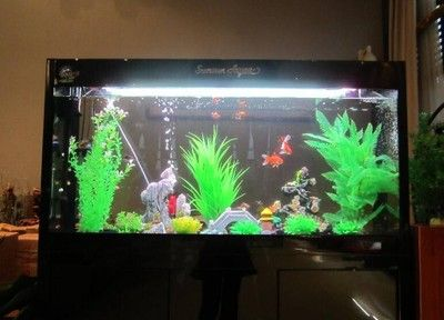 1005040魚缸：100,50,40魚缸怎么養(yǎng)？
