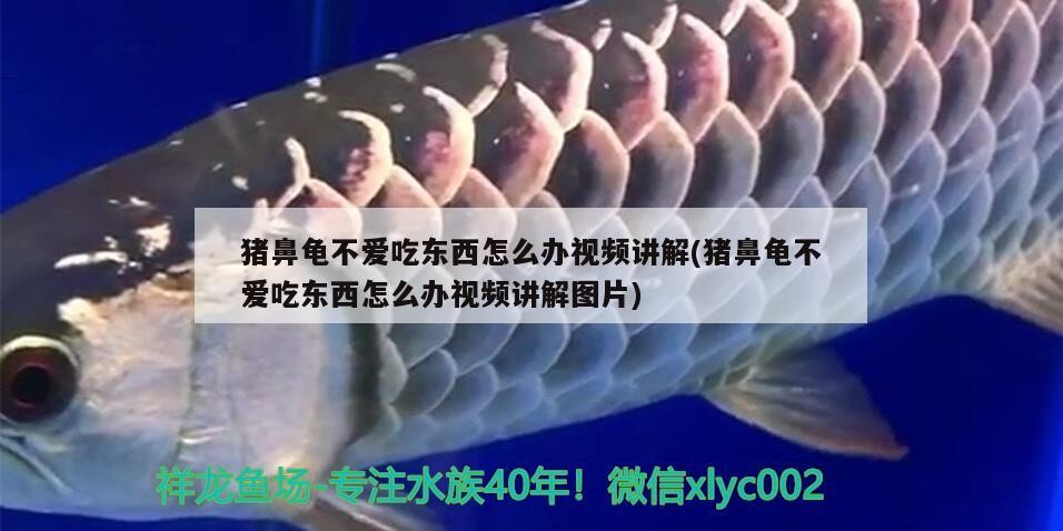 豬鼻龜不愛吃東西怎么辦視頻講解(豬鼻龜不愛吃東西怎么辦視頻講解圖片)