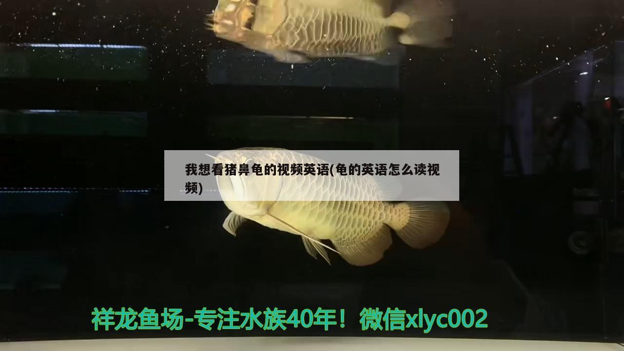 我想看豬鼻龜?shù)囊曨l英語(龜?shù)挠⒄Z怎么讀視頻)