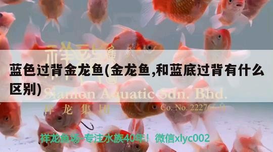 藍色過背金龍魚(金龍魚,和藍底過背有什么區別)