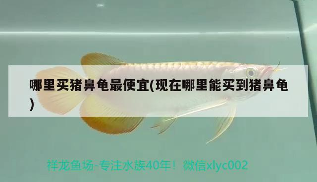 哪里買豬鼻龜最便宜(現在哪里能買到豬鼻龜) 哪里買豬鼻龜最便宜(現在哪里能買到豬鼻龜) 豬鼻龜百科