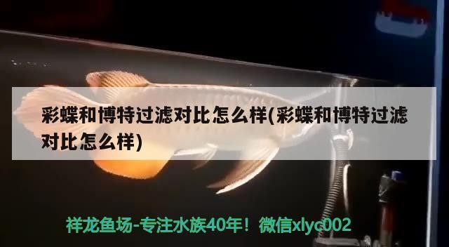 彩蝶和博特過(guò)濾對(duì)比怎么樣(彩蝶和博特過(guò)濾對(duì)比怎么樣)