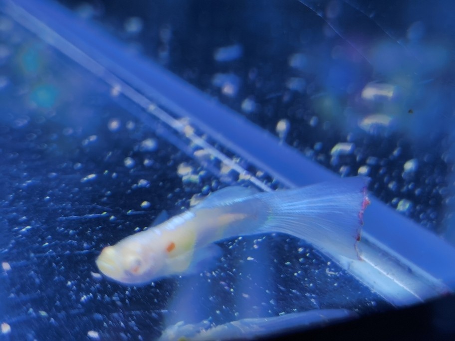 魚友幫看下這是啥情況