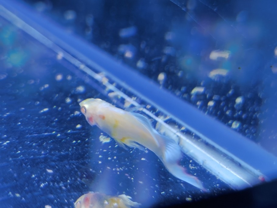 魚友幫看下這是啥情況
