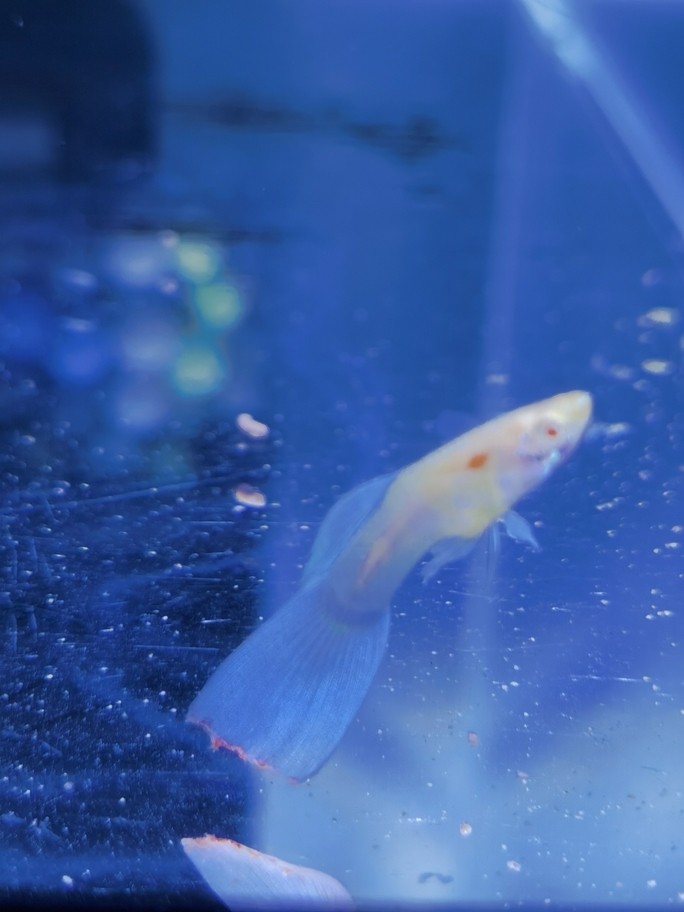 魚友幫看下這是啥情況