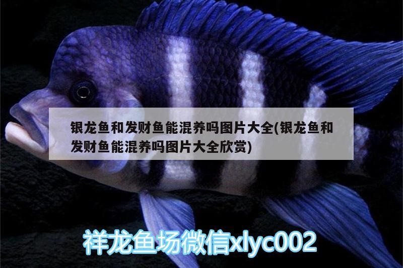 銀龍魚和發財魚能混養嗎圖片大全(銀龍魚和發財魚能混養嗎圖片大全欣賞)
