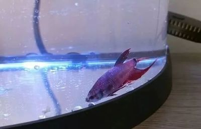 過背金龍魚圖片高清圖大圖大全（過背金龍魚圖片高清圖大圖大全集）