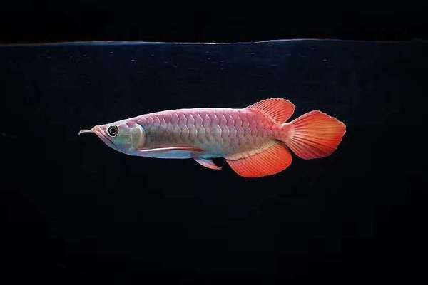 龍魚鱗片有洞是什么病vs祥龍魚場：如何預(yù)防龍魚鱗片疾病