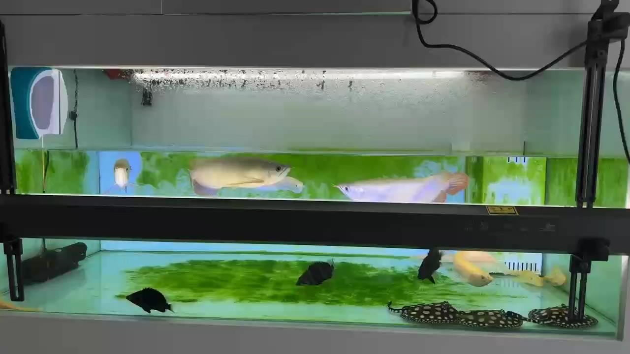 龍魚混養(yǎng)第八天