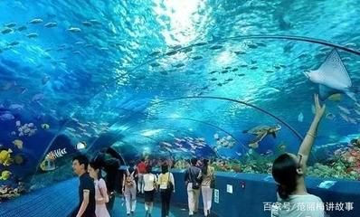 株洲水族館vs祥龍魚場(株洲水族館與祥龍魚場各有側重) 全國水族館企業名錄 第6張 株洲水族館vs祥龍魚場(株洲水族館與祥龍魚場各有側重) 株洲水族館vs祥龍魚場(株洲水族館與祥龍魚場各有側重) 全國水族館企業名錄 第6張