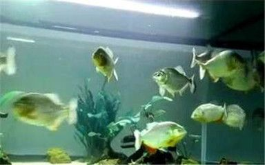 虎魚適合群養嗎？：虎魚可以群養嗎？