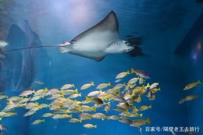 魟魚最大：世界上最大的淡水魟魚有多大？
