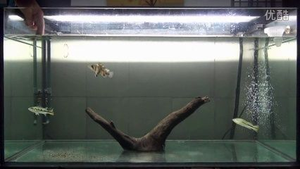 印尼虎魚需要多大缸：印尼虎魚對魚缸有一定的要求，