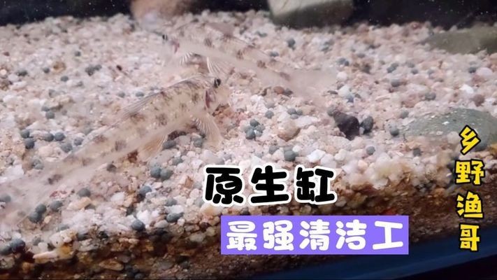 鞍山觀賞魚交易中心在哪兒啊