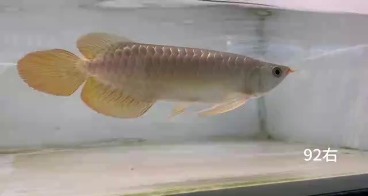 92右缸寬體綠皮-印尼大湖賽級(jí)小紅龍，越大越漂亮品種。 92右缸寬體綠皮-印尼大湖賽級(jí)小紅龍，越大越漂亮品種。 龍魚論壇
