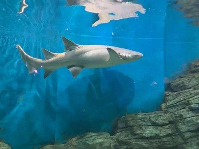 昆明水族館vs祥龍魚場（探討昆明水族館與祥龍魚場之間的差異之前需要明確兩者的基本信息）