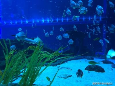 昆明水族館vs祥龍魚場（探討昆明水族館與祥龍魚場之間的差異之前需要明確兩者的基本信息）