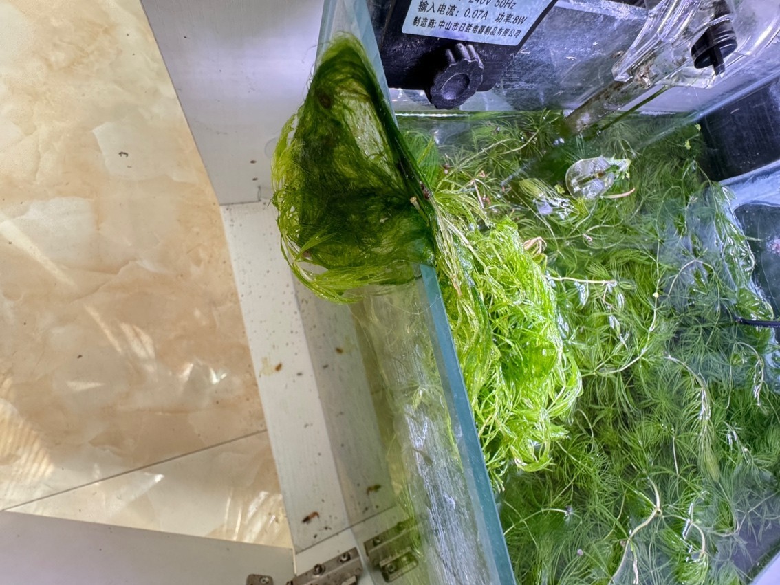 各位大佬們，螺缸和檢疫缸長絲藻了怎么辦，