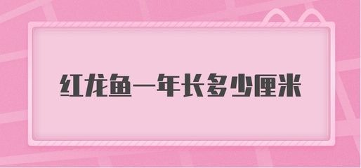 紅龍魚一年可以長多大的魚缸：紅龍魚一年可以長多大以及所需的魚缸大小 紅龍魚一年可以長多大的魚缸：紅龍魚一年可以長多大以及所需的魚缸大小 紅龍魚百科 第4張