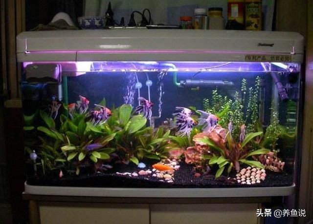 大型魚缸養什么魚好看又實用：大型魚缸適合放置各種類型的魚類