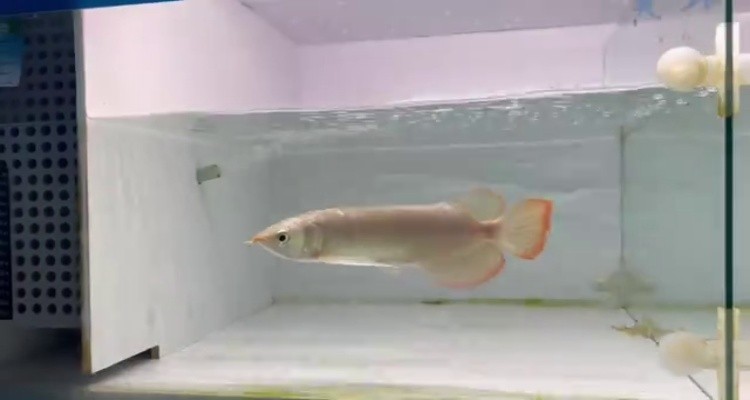 42左缸-印尼大湖賽級小紅龍，越大越漂亮品種。
