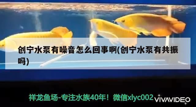 創(chuàng)寧水泵有噪音怎么回事啊(創(chuàng)寧水泵有共振嗎)
