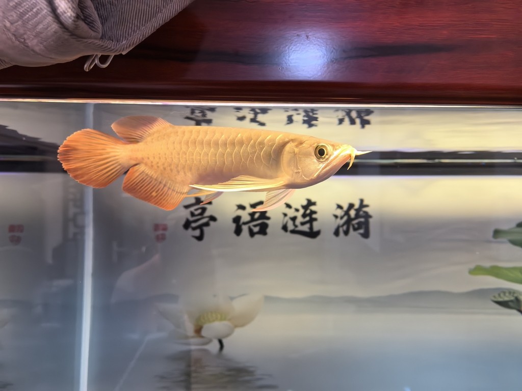 堅(jiān)持愛(ài)好！滿(mǎn)月了