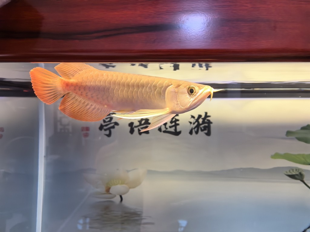 堅(jiān)持愛(ài)好！滿(mǎn)月了