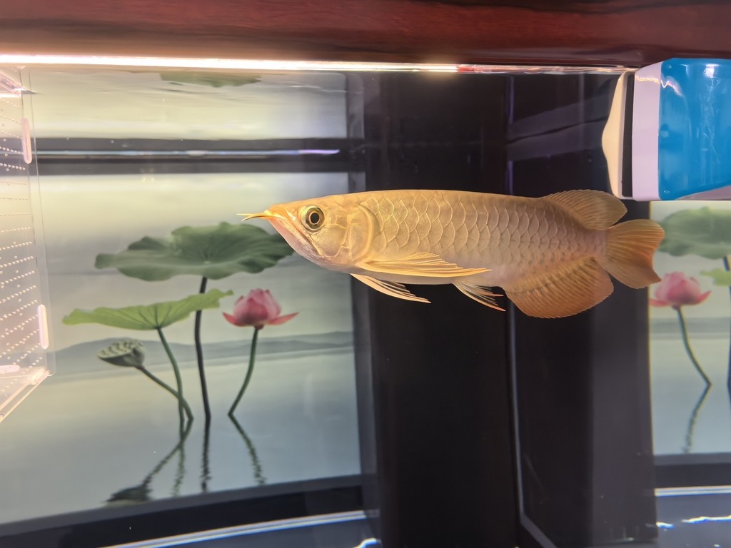 堅(jiān)持愛(ài)好！滿(mǎn)月了