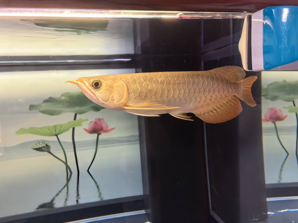 堅(jiān)持愛(ài)好！滿月了