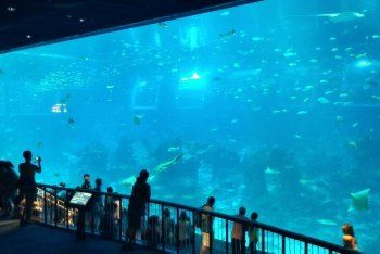 澳門水族館vs祥龍魚場（澳門水族館和祥龍魚場各自在自己的領域內有著顯著的特點和優勢）