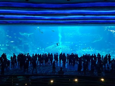 澳門水族館vs祥龍魚場（澳門水族館和祥龍魚場各自在自己的領域內有著顯著的特點和優勢）