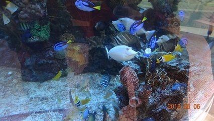 澳門水族館vs祥龍魚場（澳門水族館和祥龍魚場各自在自己的領域內有著顯著的特點和優勢）