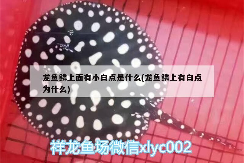 幼年小火龍蠑螈多久喂一次合適，幼年小火龍蠑螈喂養頻率及飼養要點 幼年小火龍蠑螈多久喂一次合適，幼年小火龍蠑螈喂養頻率及飼養要點 龍魚百科 第1張