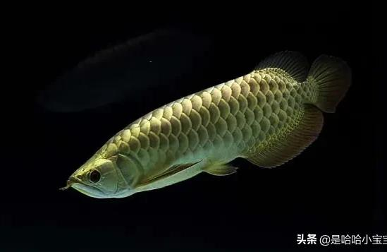 高背和過背金龍魚:龍魚ab級怎么分