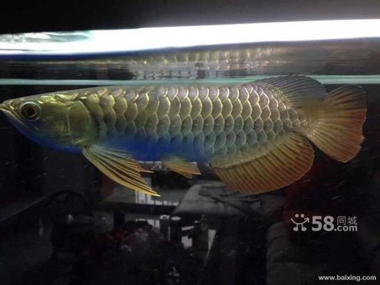 龍魚喂飼料好嗎vs祥龍魚場：2024年的龍魚飼料品牌排行榜前茅祥龍魚飼料評價