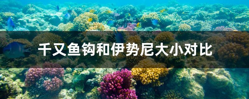 千又魚鉤和伊勢尼大小對比