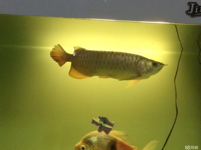 15cm過(guò)背金龍魚(yú)的價(jià)格:過(guò)背金龍魚(yú)怎么挑選