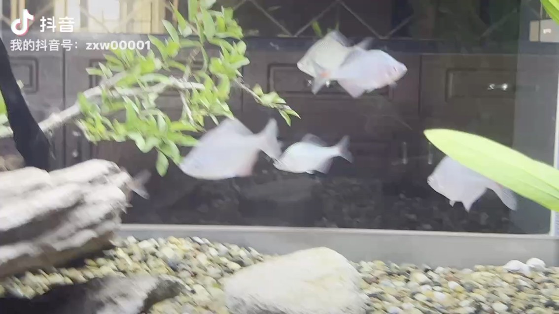 養點小鳑鲏