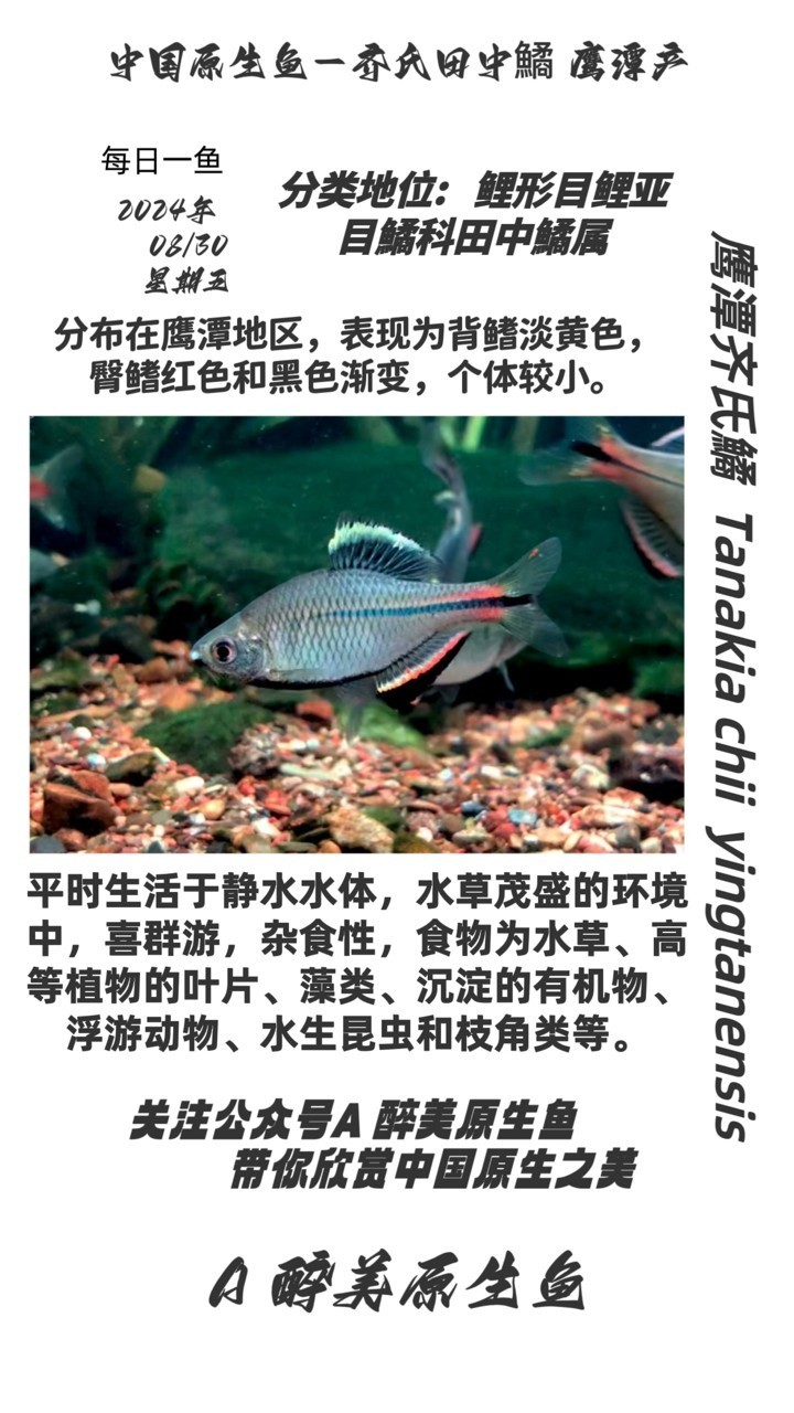 鷹潭齊氏鱊