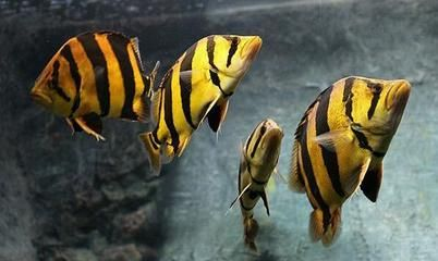 印尼虎魚一天喂幾次最好：印尼虎魚一天喂幾次最好印尼虎魚一天喂幾次最好