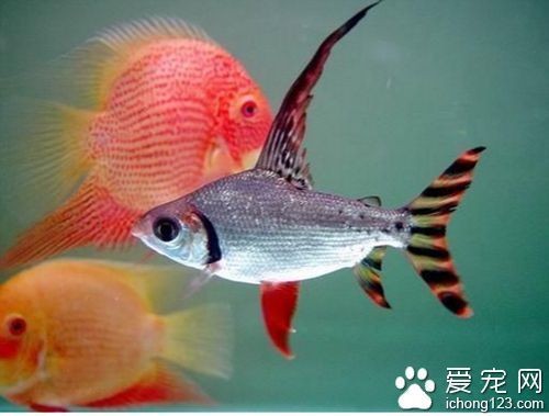 紅龍魚和飛鳳魚一塊養好嗎：紅龍魚和飛鳳魚混養在水族愛好者中是一個常見的問題