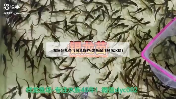 紅龍魚和飛鳳魚一塊養好嗎：紅龍魚和飛鳳魚混養在水族愛好者中是一個常見的問題