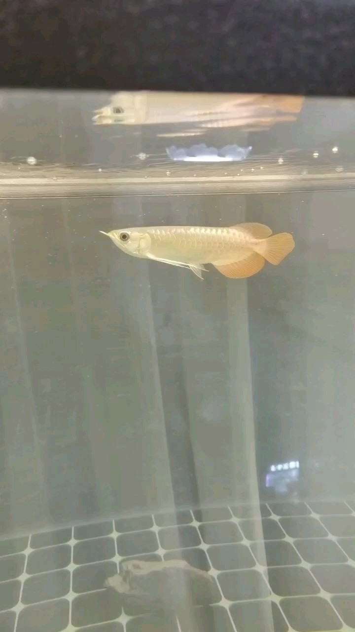 新手養(yǎng)龍魚 新手養(yǎng)龍魚 龍魚論壇