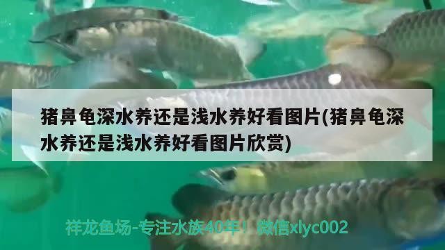 豬鼻龜深水養還是淺水養好看圖片(豬鼻龜深水養還是淺水養好看圖片欣賞)