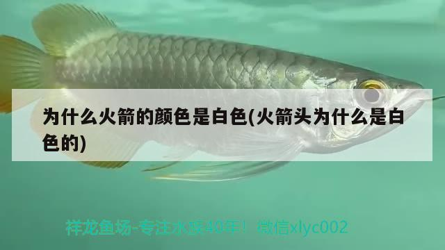 為什么火箭的顏色是白色(火箭頭為什么是白色的)