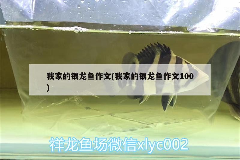 我家的銀龍魚作文(我家的銀龍魚作文100)